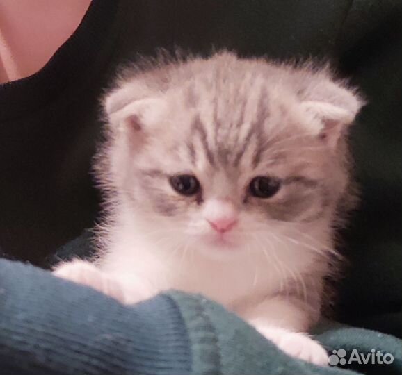 Два котенка, мальчик и девочка