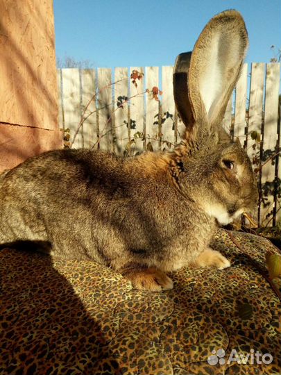 Кролики породы фландр