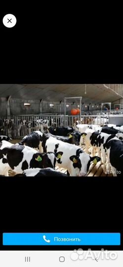 Бычки и телочки