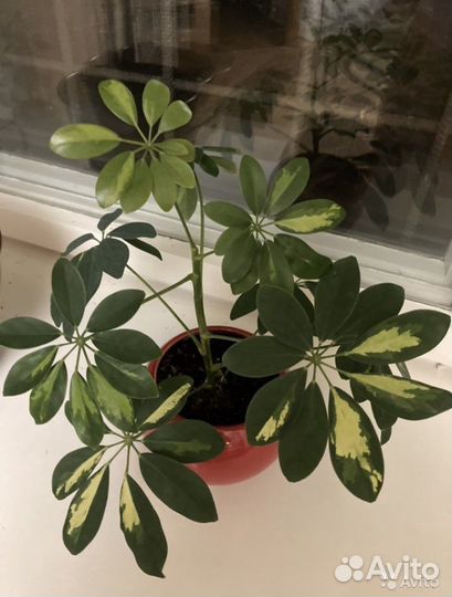 Шефлера бело-зеленая, домашнее растение