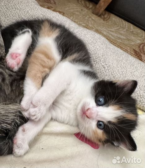 Трехцветные котята