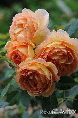 Саженцы Роза Леди оф шалот