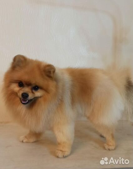 Померанский шпиц. Вязка