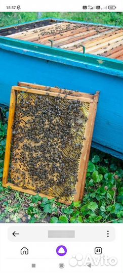 Пчелопакеты