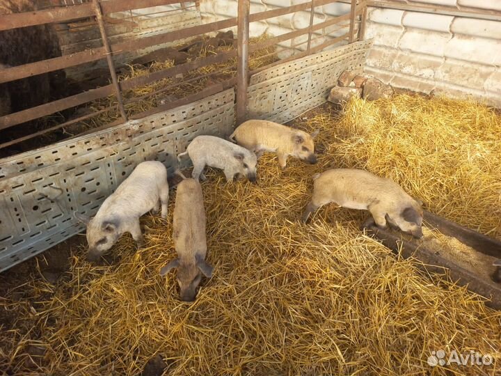 Поросята венгерской мангалицы