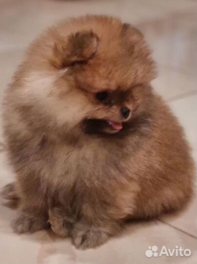 Щенки шпица