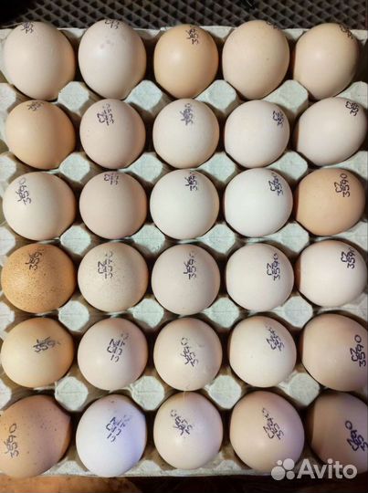 Цыплята бройлеры Кобб 500