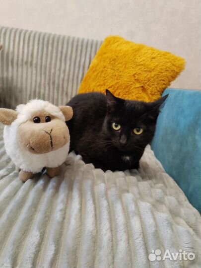Кошка в дар бесплатно