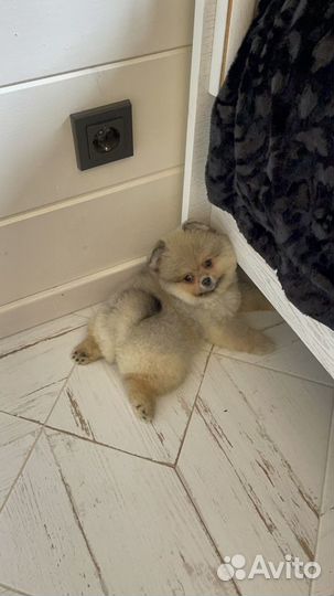 Шпиц мишка в стрижке девочка