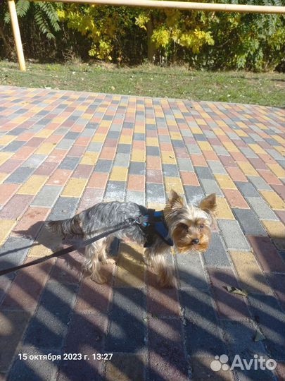 Йоркширский терьер мини