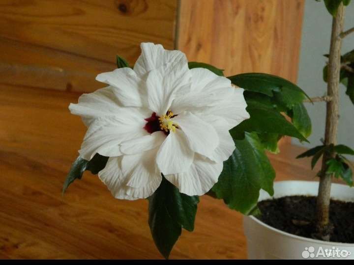 Гибискус double white