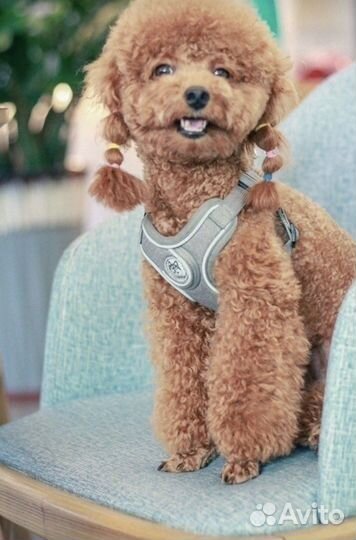 Шлейка для собаки