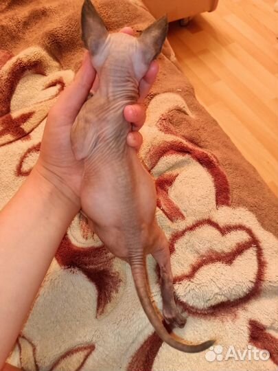 Котёнок сфинкс