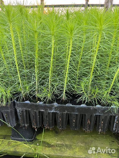 Сеянцы зкс Сосна Ель Лиственница окс Голуб Горн