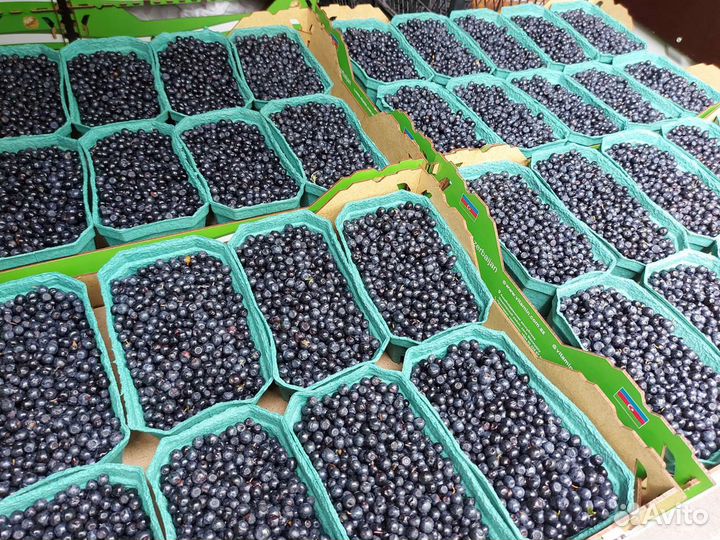 Черника свежая из Карелии с доставкой