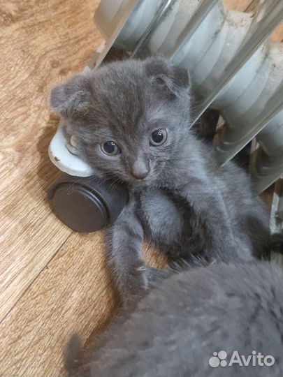 Вислоухие котята