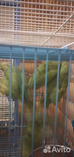 Попугай ожереловые