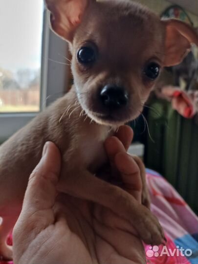 Мини той-терьер