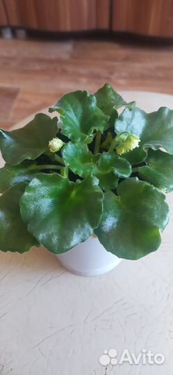 Сортовые фиалки