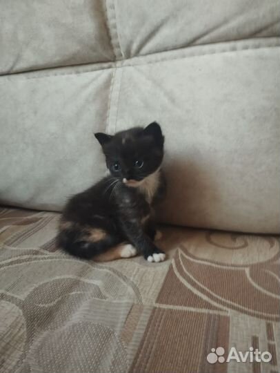 Котёнок бесплатно