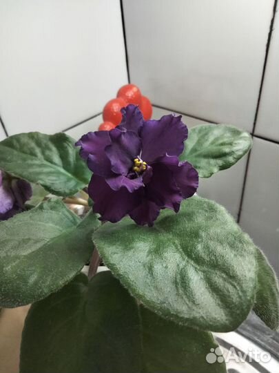 Фиалка крупные стартеры