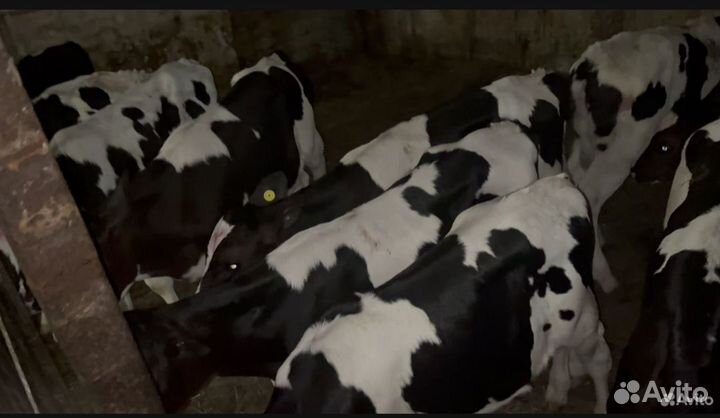 Бычки и телята