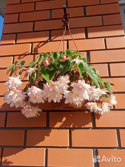 Бегония беллекония