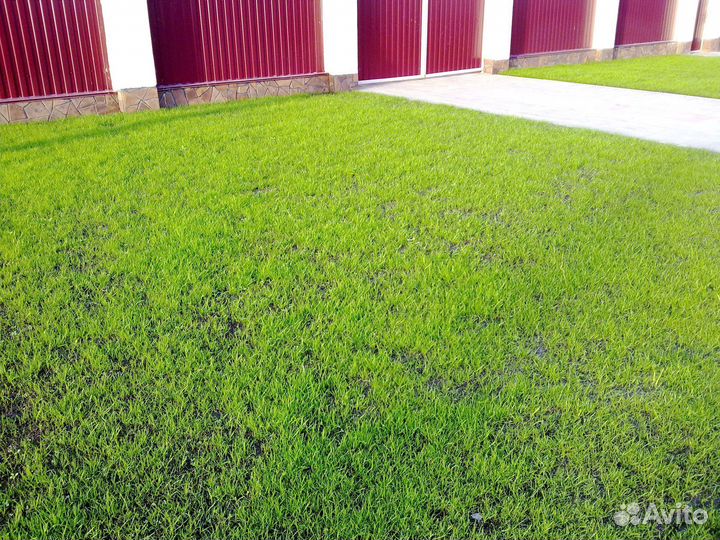 Посевной газон, посев газона