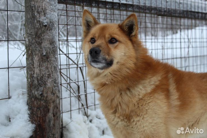 Собака в добрые руки