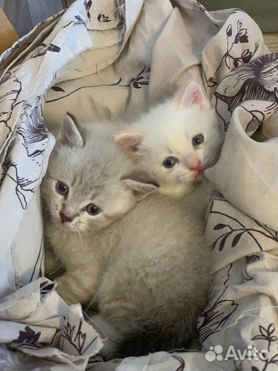 Сибирские котята
