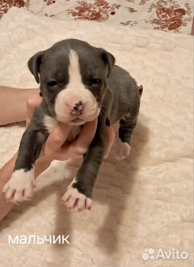 Продам щенков амстафа