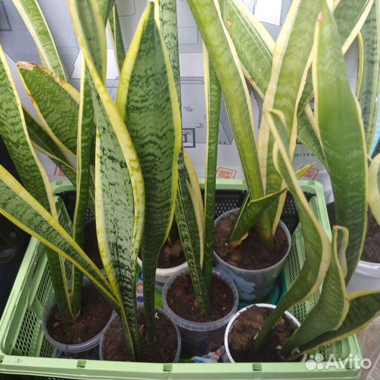 Сансевиерия