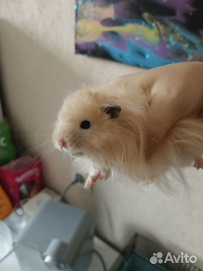 Хомяк с клеткой