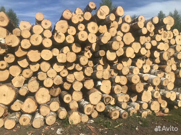 Лес кругляк береза