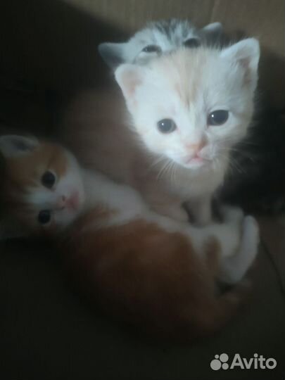 Кошки
