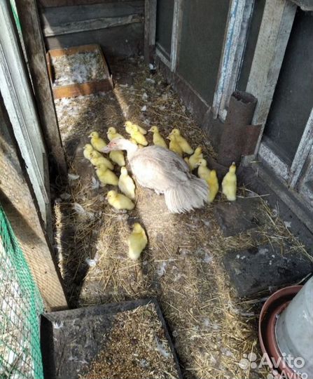 Инкубационное яйцо