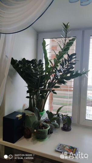 Замиокулькас