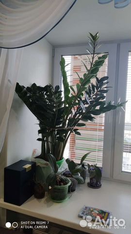 Замиокулькас