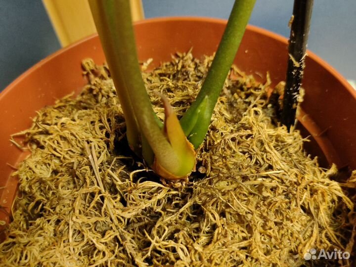 Антуриумы сортовые