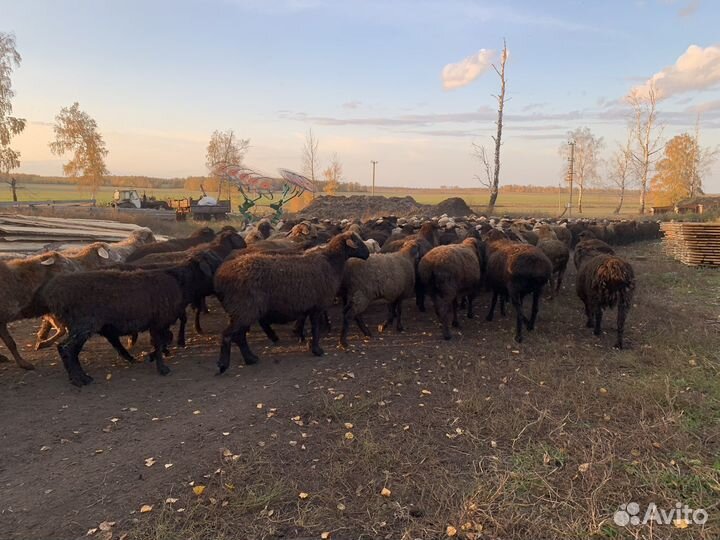 Овцы, бараны, ярки