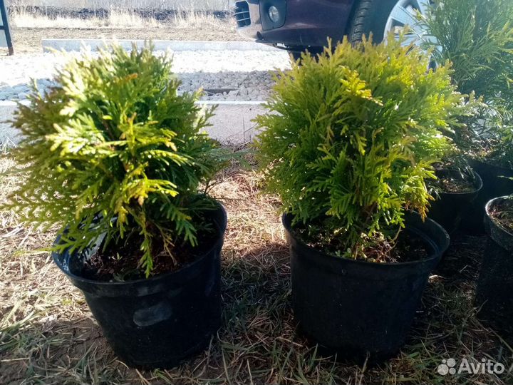 Туя Смарагд, Даника, Можжевельник скальный