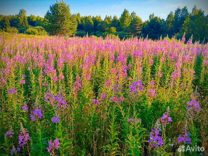 Иван-чай кипрей тот самый, 1 кг, сбор лето 2023
