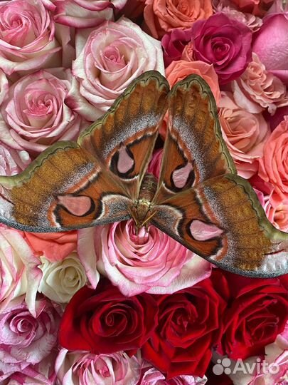 Куколки тропических бабочек разных видов