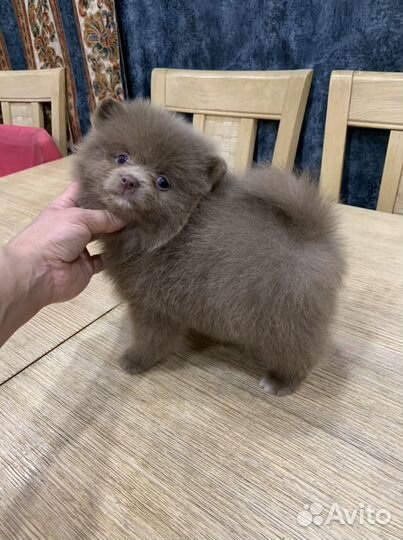 Шпицуля лиловый пати и однотонный