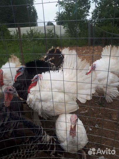 Мясо птицы Куры суповые Цыплята бройлер Тушенка