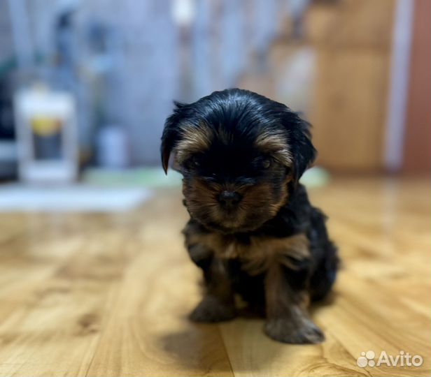 Йоркширский терьер