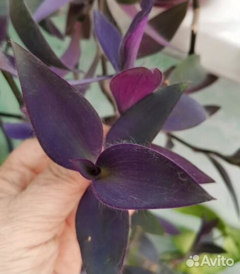 Традесканция