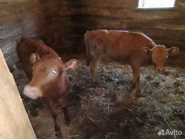 Телята 2 шт по 5 мец