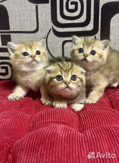 Шотландские золотые котята