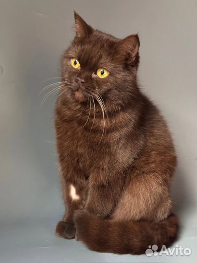 Кошечка в добрые руки